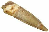 Bargain, Fossil Spinosaurus Tooth - Real Dinosaur Tooth #292710-1